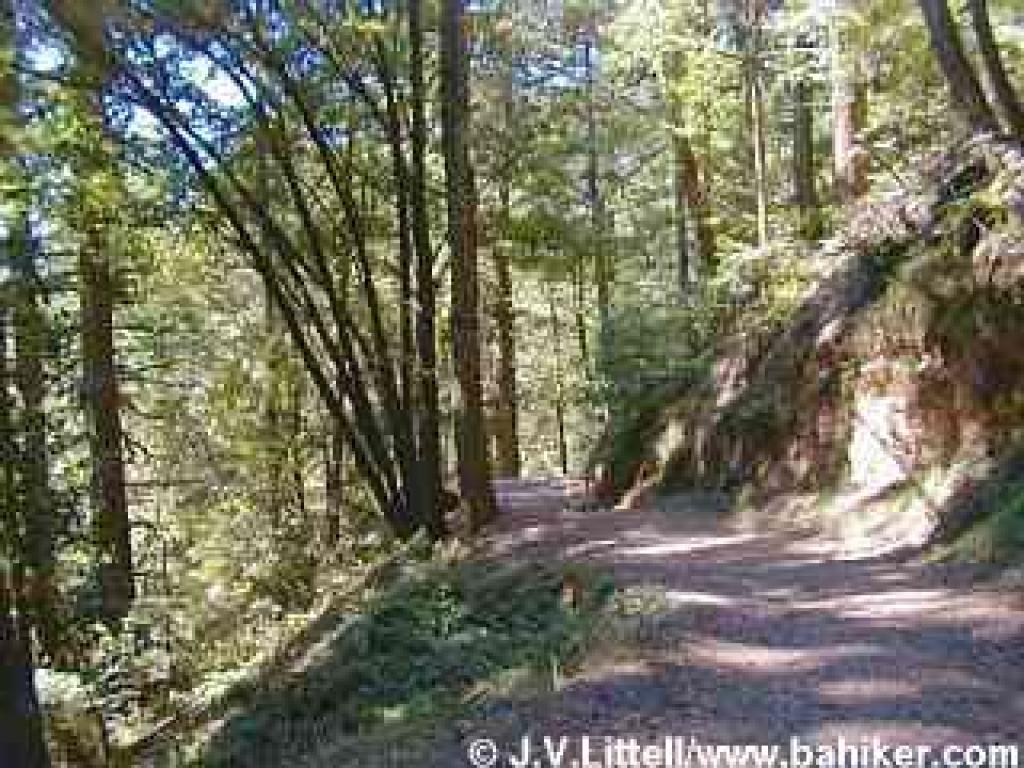 Methuselah Trail