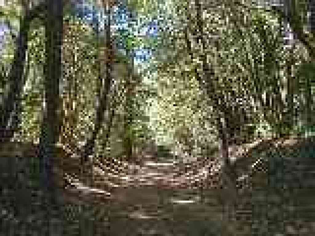 Trail cuts through madrone, tanoak, and Douglas fir