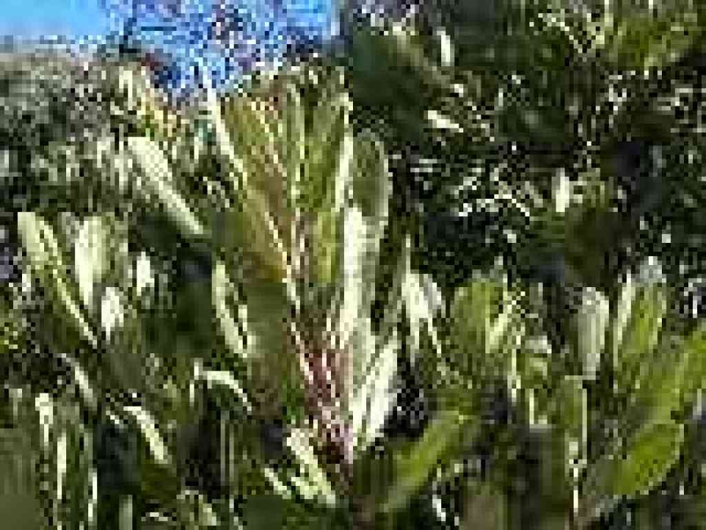 Detail of toyon leaves