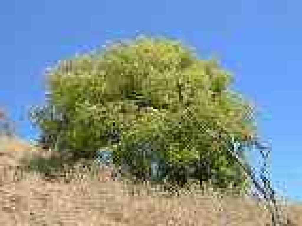Unknown tree