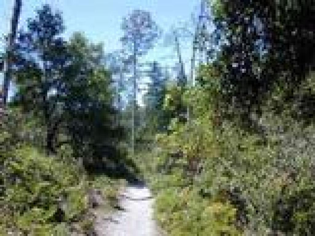 Pine Trail