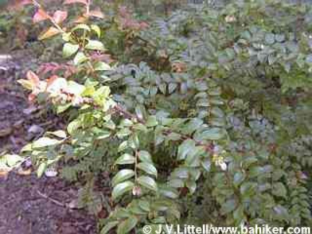 Huckleberry in spring