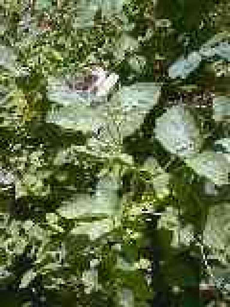 Butterfly on blackberry shrub