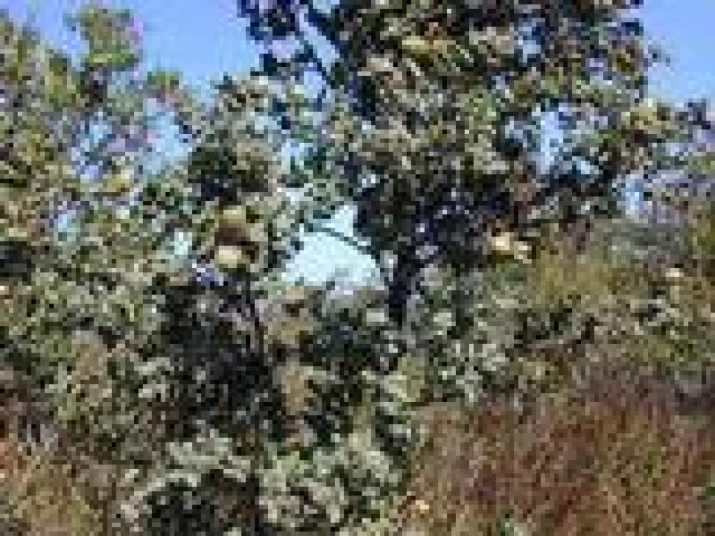 Scrub oak