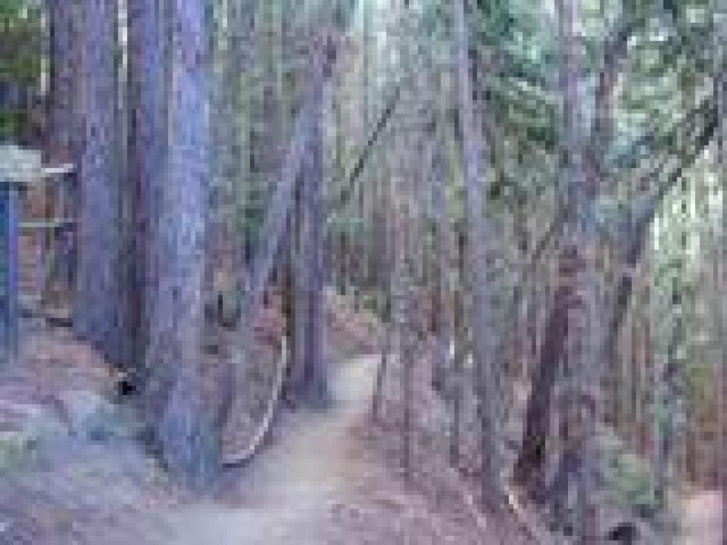 Climbing through redwoods