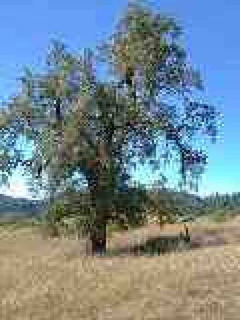 A white oak