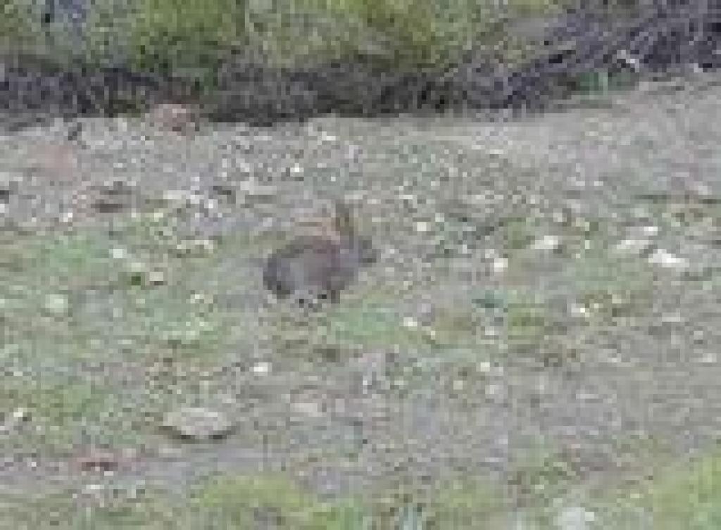 Cottontail 