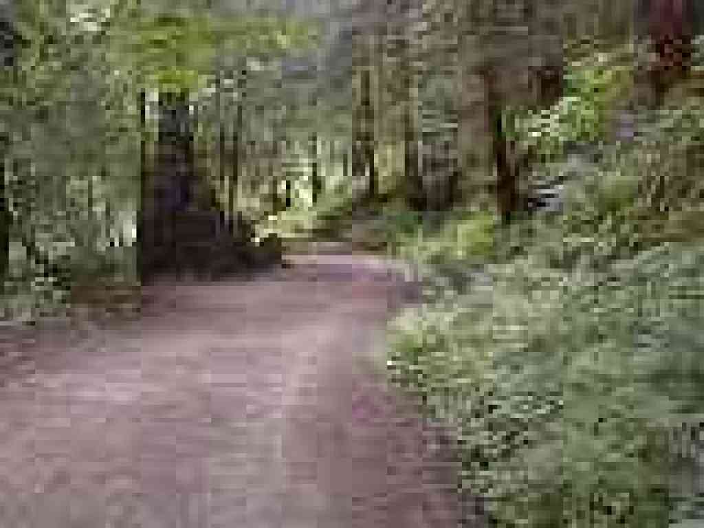 Purisima Creek Trail
