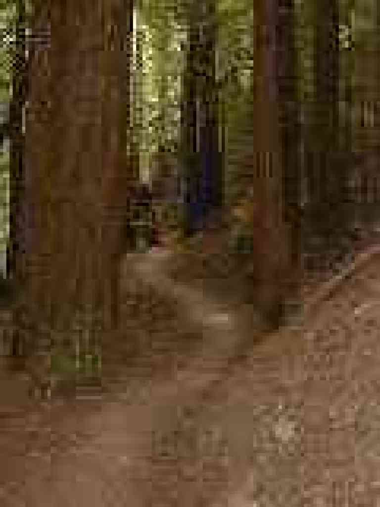 Dark redwood forest