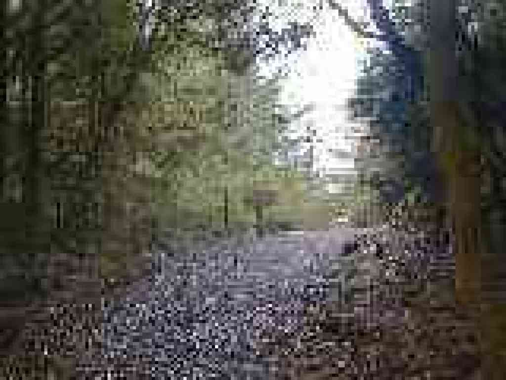 Junction with Irish Ridge Trail