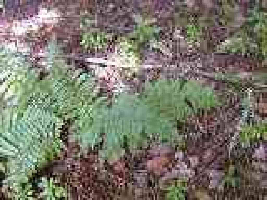 Wood fern