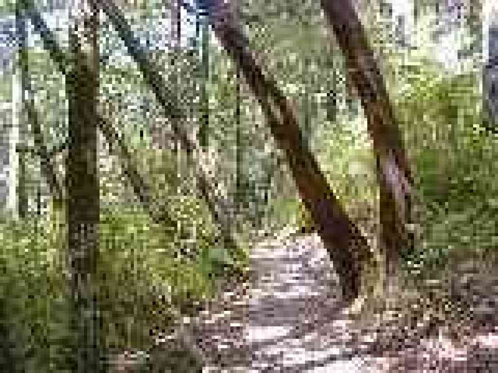 Redwood Trail