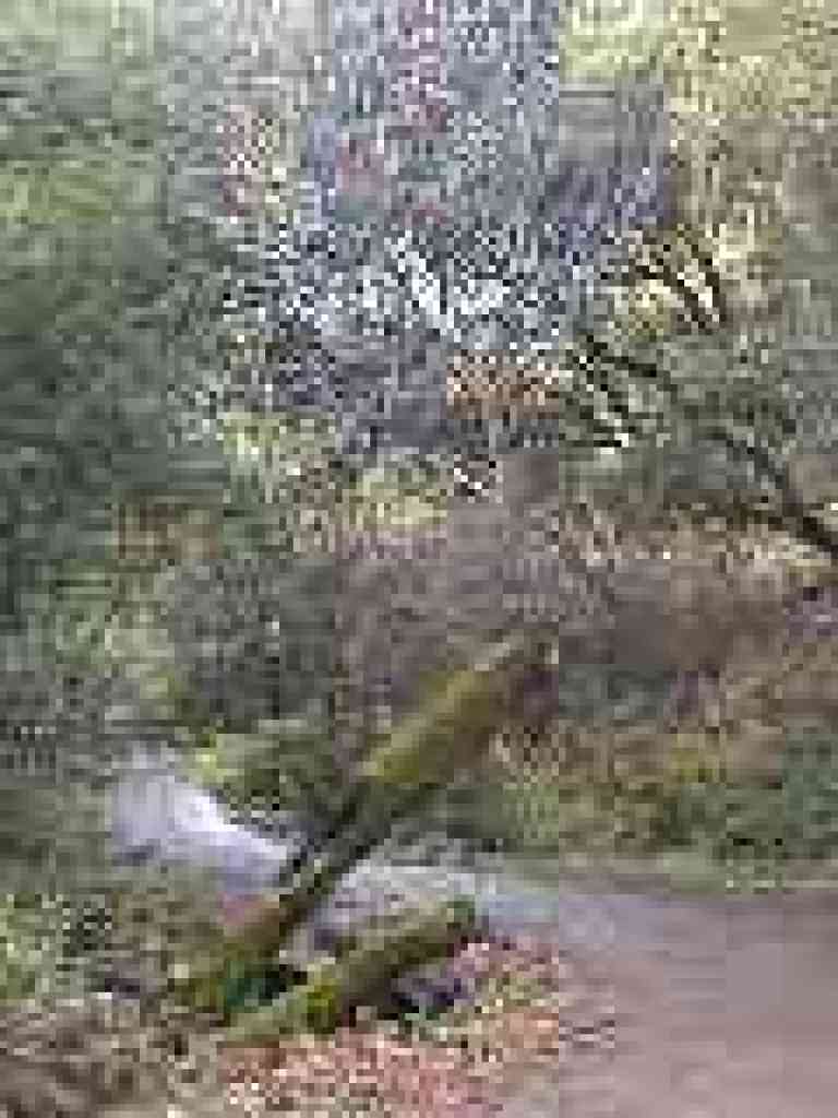 Photo of maple tree