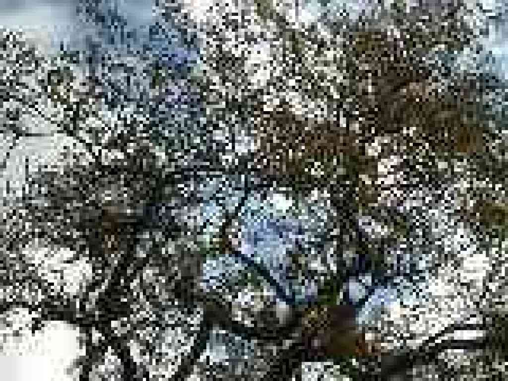 Photo of oak leaves
