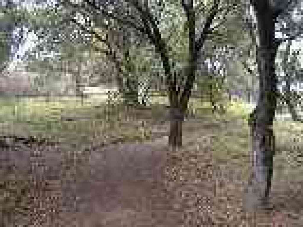 Photo of trail, protected by fences