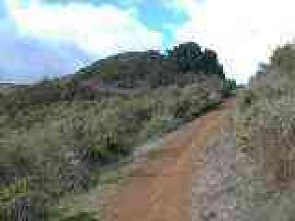 Photo of trail through chaparral