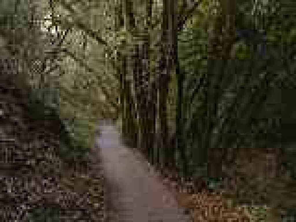 Photo of trail through damp woods