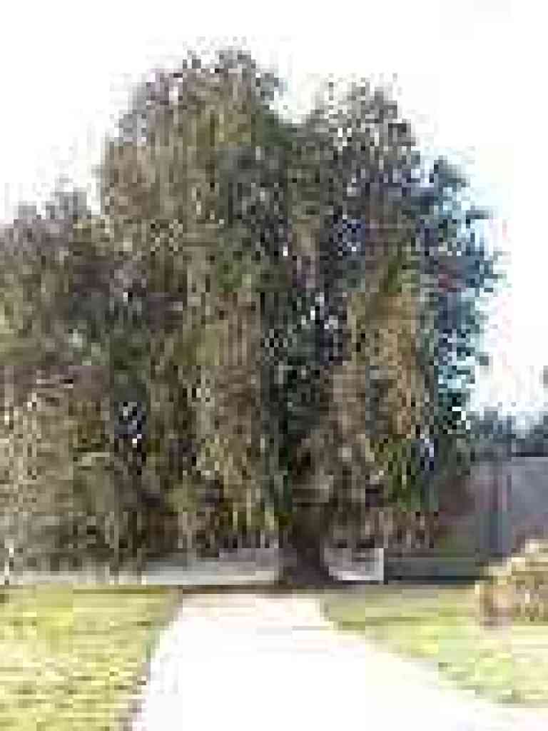 Photo of huge bay tree