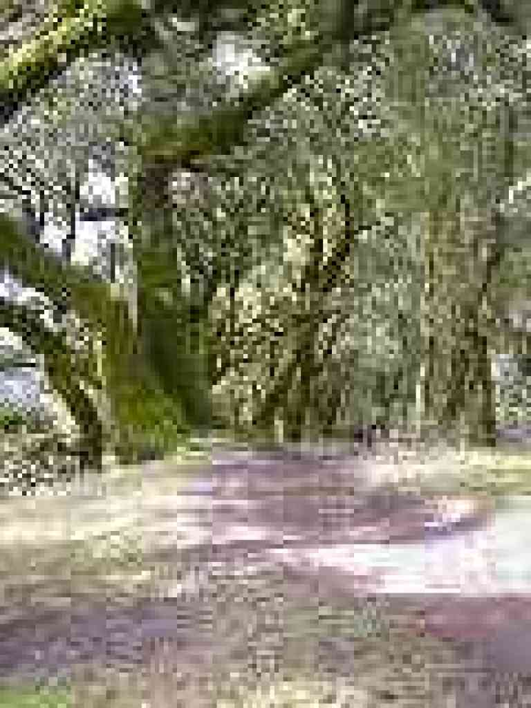 Under oaks