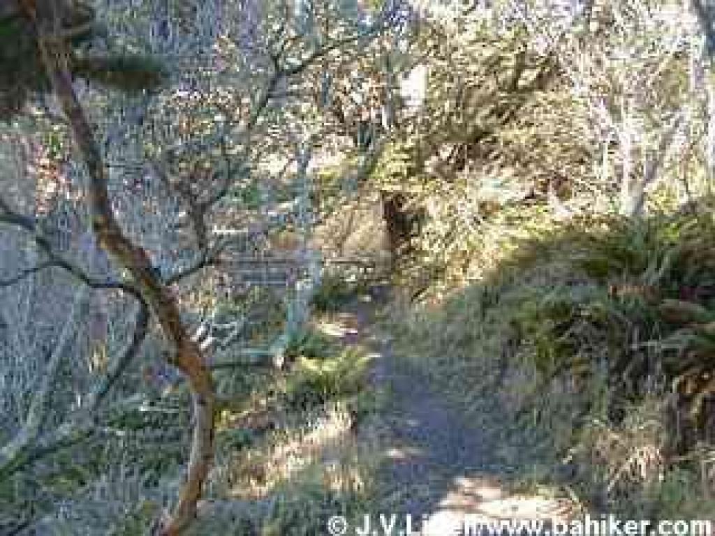 San Bruno Mountain Hike