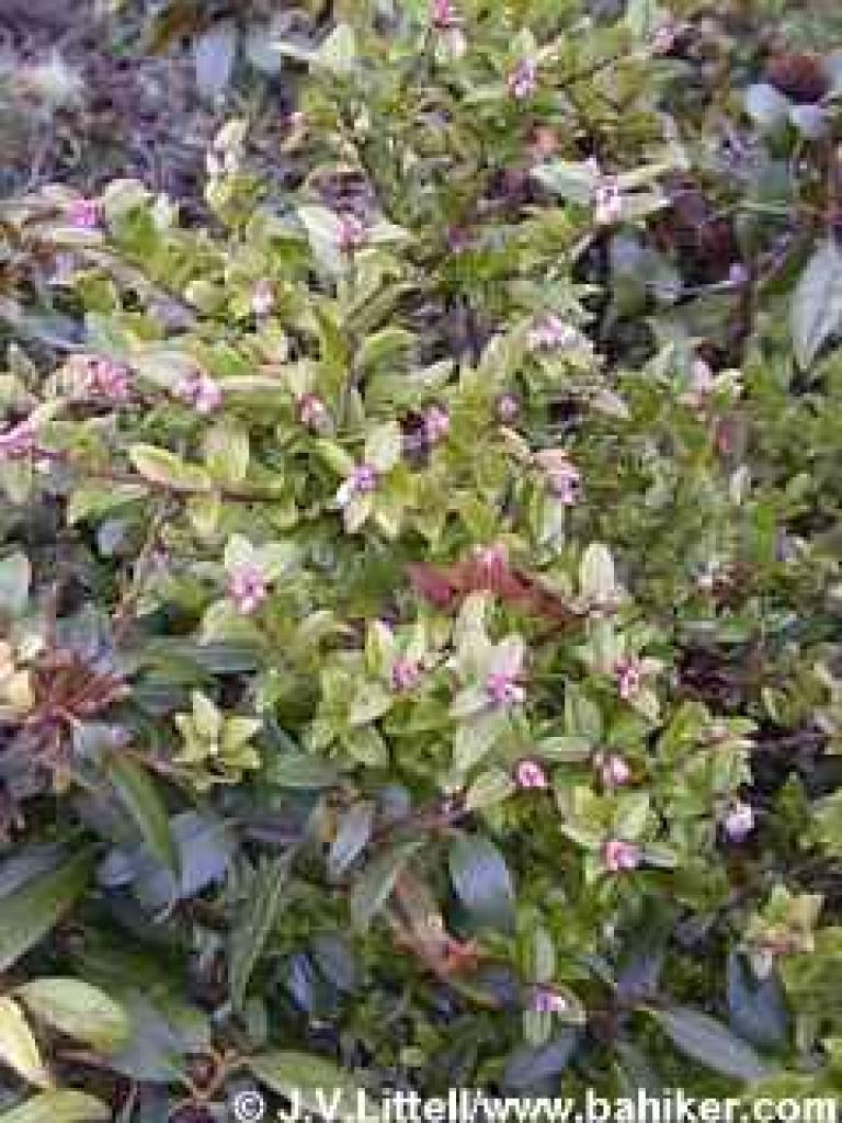 Huckleberry bloom during winter