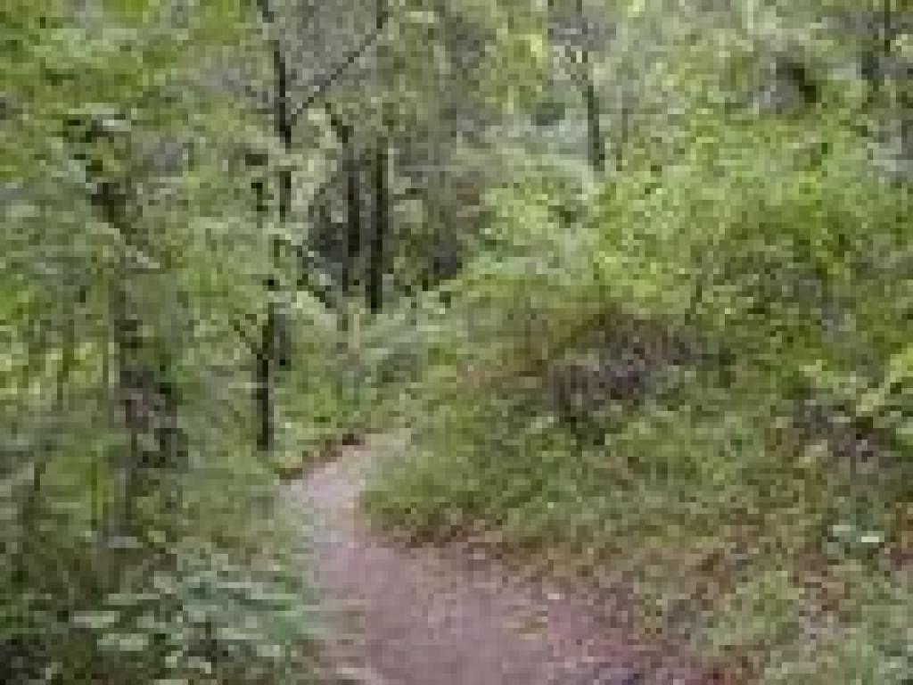 Towne Trail