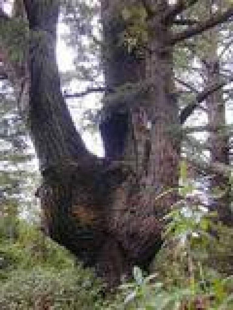 Massive Douglas fir