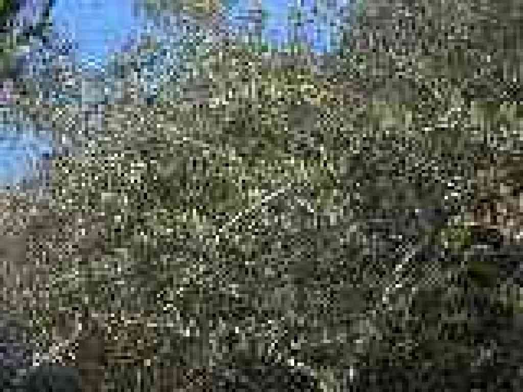 Cercocarpus