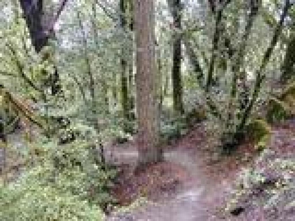 Bay Area Ridge Trail segment