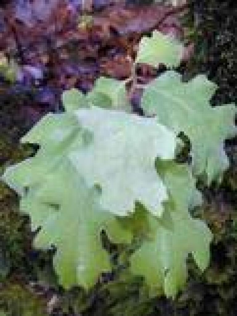 Black oak leaves
