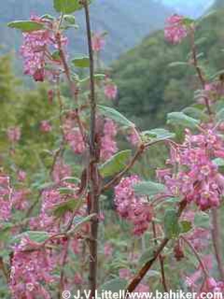 Pinkflowering Currant
