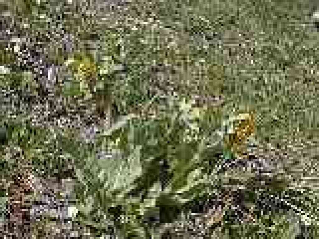 Mule ear sunflowers