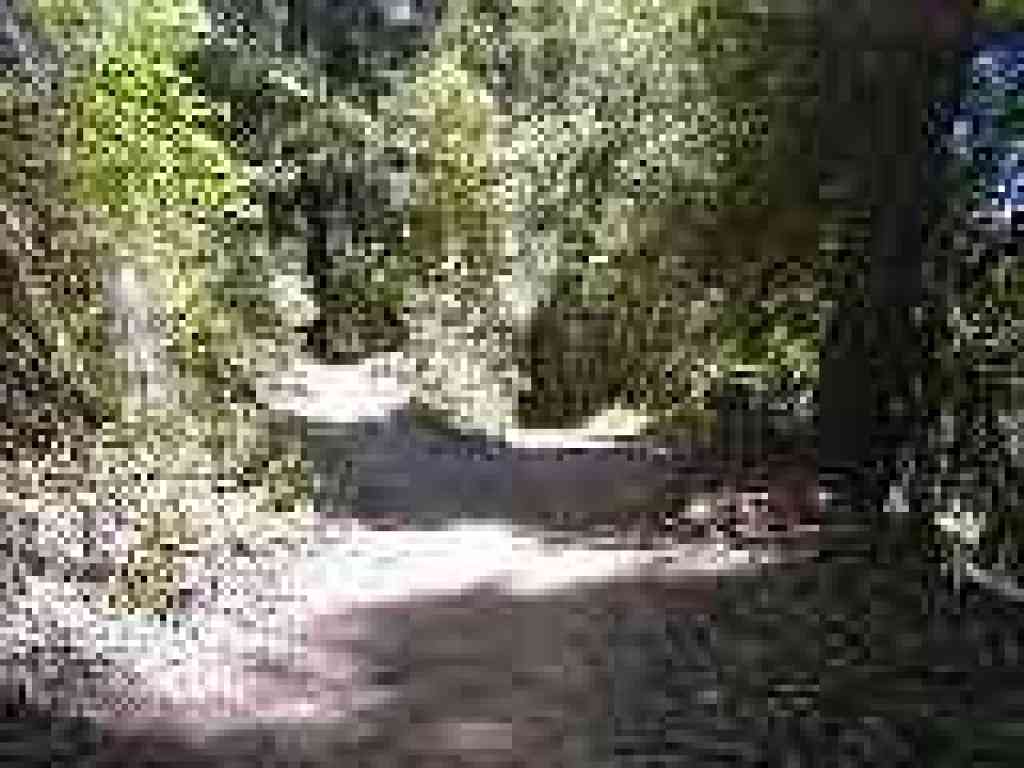Junction with Madrone Trail
