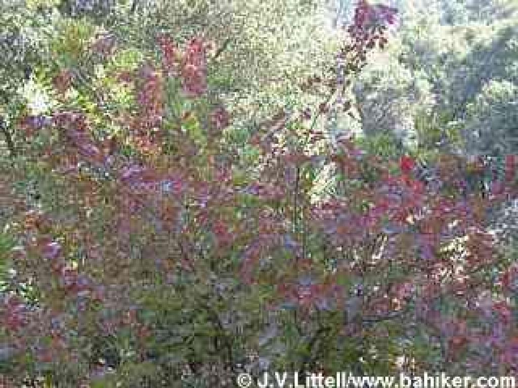 Photo of poison oak