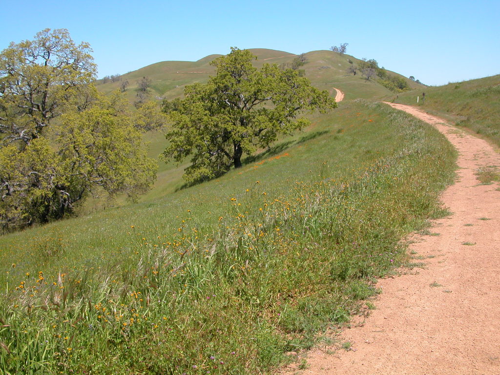 Santa Clara Valley From Joseph D. Grant Country Park, Santa Clara County,  California, USA. Silicon Valley From Mount Hamilton In Springtime, Filled  With California Poppies And Oak Woodland. Stock Photo, Picture and