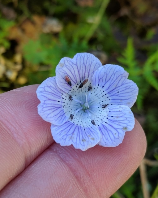 Bay Area Hiker Wildflowers Bay Area Hiker Wildflowers