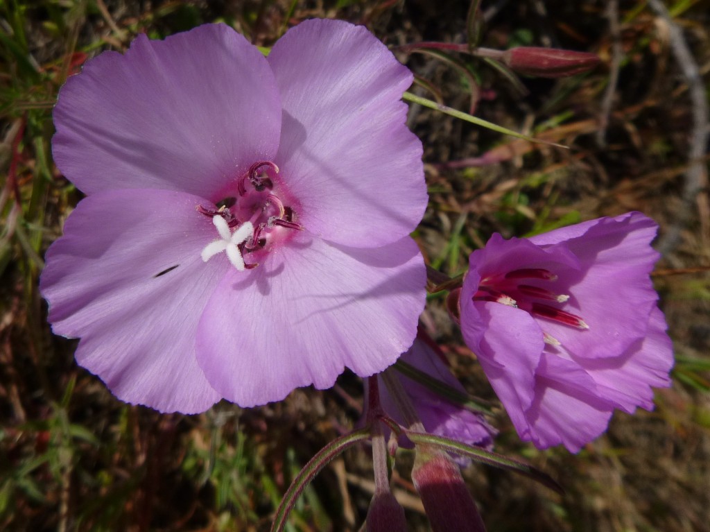 Bay Area Hiker Wildflowers