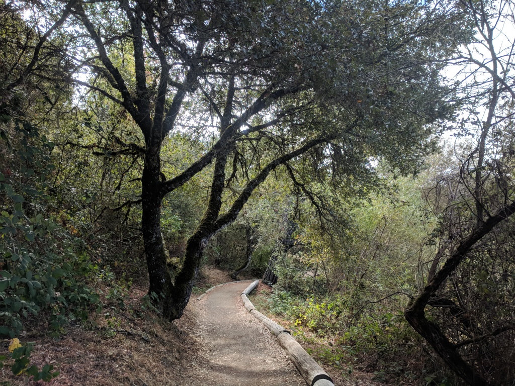 Lush foliage set back from the pond