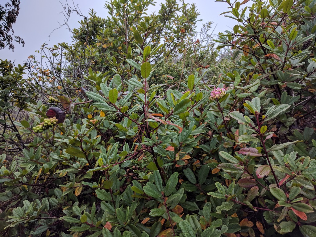 Bay Area Hiker: Wildflowers