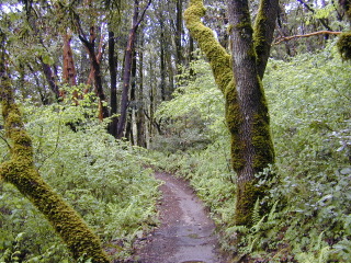 Black Mountain and Stevens Creek Canyon